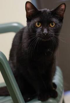 Domestic Short Hair Cats Available for Adoption - Jinxy | PetCurious