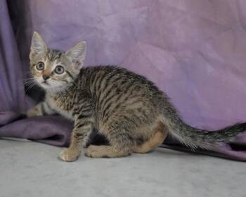 Leaf -  Domestic Short Hair Cat for Adoption in Springfield, Georgia - Leaf | PetCurious