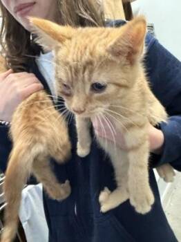 Snail -  Domestic Short Hair Cat for Adoption in Morristown, New Jersey - Snail | PetCurious