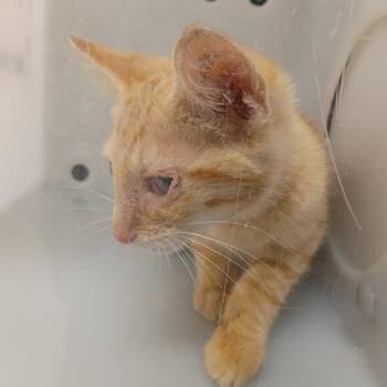 Clancey 9306 -  Domestic Short Hair Cat for Adoption in Columbus, Georgia - Clancey 9306 | PetCurious