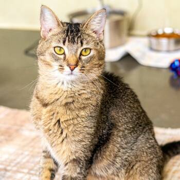 Rescue Domestic Short Hair Cats for Adoption in Wilmington, Delaware - Roxy (bonded With Lori) | PetCurious
