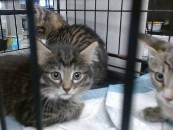 Domestic Medium Hair Cats Available for Adoption in Oklahoma City, Oklahoma - A473992 | PetCurious