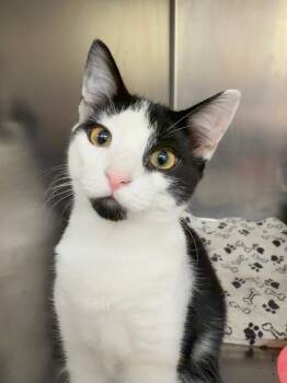 Paul -  Domestic Short Hair Cat for Adoption in Wantagh, New York - Paul | PetCurious