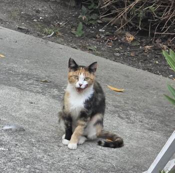 Clementine & OJ (Courtesy Post) -  Domestic Short Hair Cat for Adoption in San Jose, California - Clementine & OJ (Courtesy Post) | PetCurious