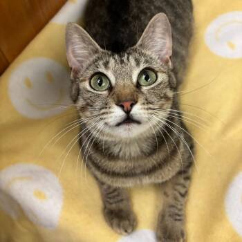 Jess -  Domestic Short Hair Cat for Adoption in Sunnyvale, California - Jess | PetCurious
