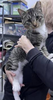 Winfield -  Domestic Short Hair Cat for Adoption in St. Cloud, Minnesota - Winfield | PetCurious