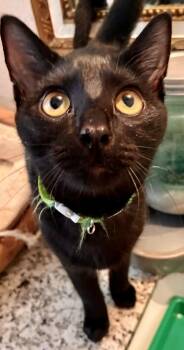 Waylon - Kuykendahl Petsmart -  Domestic Short Hair Cat for Adoption in Spring, Texas - Waylon - Kuykendahl Petsmart | PetCurious