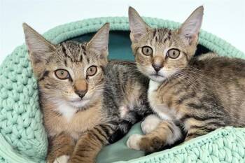 SAM -  Domestic Short Hair Cat for Adoption in Fort Lauderdale, Florida - SAM | PetCurious