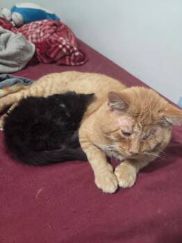 Rescue Domestic Short Hair Cats for Adoption in Monticello, Indiana - Timothy | PetCurious