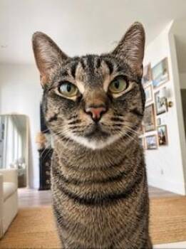 Pickle -  American Shorthair Cat for Adoption in Houston, Texas - Pickle | PetCurious