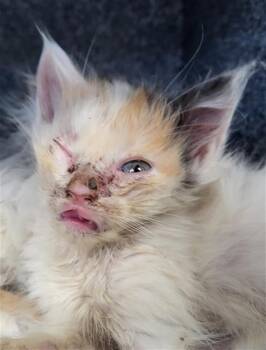 Domestic Long Hair Cats Available for Adoption in Dallas, Texas - NOBARA | PetCurious