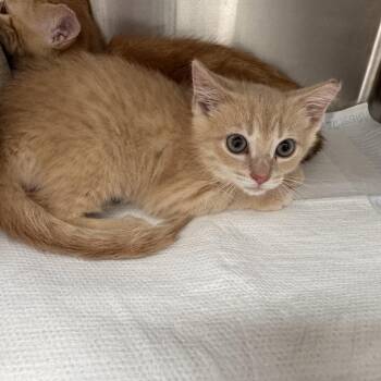 Queso -  Domestic Short Hair Cat for Adoption in La Grange, Kentucky - Queso | PetCurious