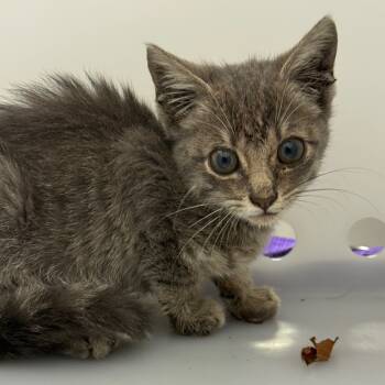 Rescue Domestic Short Hair Cats for Adoption in Columbus, Georgia - Wildwood | PetCurious