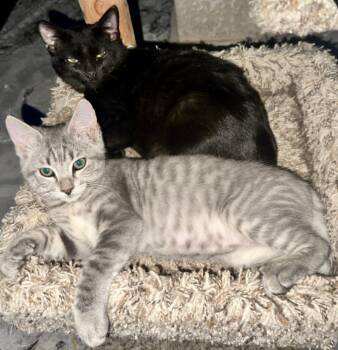 Domestic Short Hair Cats Available for Adoption in Phoenix, Arizona - Eddie | PetCurious