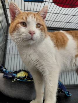 Domestic Short Hair Cats Available for Adoption - Waylon | PetCurious