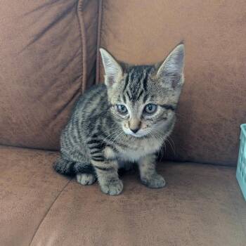 Katara -  Domestic Short Hair Cat for Adoption in Chico, California - Katara | PetCurious