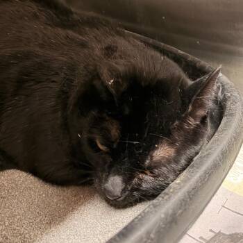 Domestic Short Hair Cats Available for Adoption in Evensville, Tennessee - Mozie | PetCurious