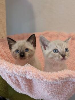 Blossom -  Siamese Cat for Adoption in Fremont, California - Blossom | PetCurious