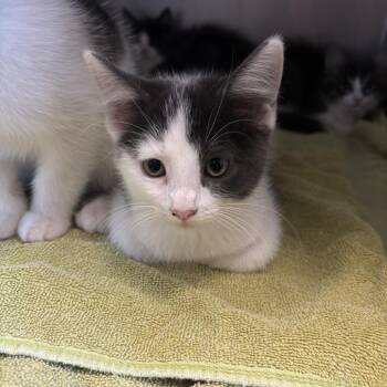 Sissy -  Domestic Short Hair Cat for Adoption in Council Bluffs, Iowa - Sissy | PetCurious