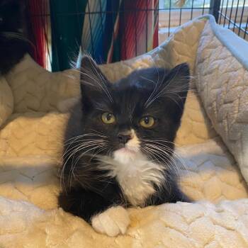 Draco -  Domestic Medium Hair and Domestic Short Hair Cat for Adoption in Nampa, Idaho - Draco | PetCurious