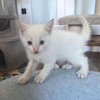 Yeti -  Domestic Short Hair Cat for Adoption in Denison, Texas - Yeti | PetCurious
