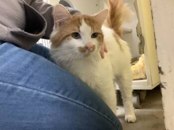 Rescue Domestic Long Hair and Domestic Short Hair Cats for Adoption in Lowell, Massachusetts - Perry | PetCurious