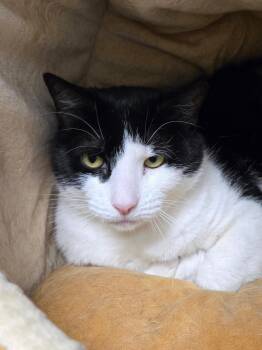 Polly -  Domestic Short Hair Cat for Adoption in Cape May, New Jersey - Polly | PetCurious