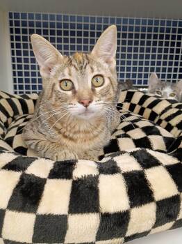 Gibby -  Domestic Short Hair Cat for Adoption in Morgantown, West Virginia - Gibby | PetCurious