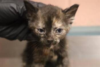 KITE -  Domestic Short Hair Cat for Adoption in Columbia, South Carolina - KITE | PetCurious