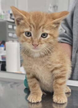 Simon -  Domestic Medium Hair Cat Available for Adoption in Hillsdale, Indiana - Simon | PetCurious