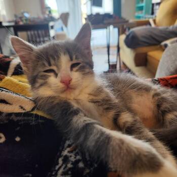Muffin -  Domestic Short Hair and Tabby Cat for Adoption in Omaha, Nebraska - Muffin | PetCurious