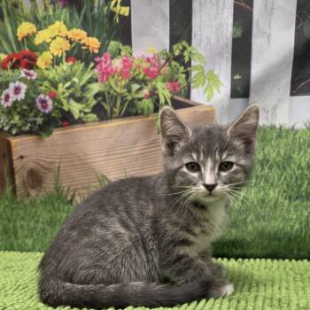 Larry -  Domestic Short Hair Cat for Adoption in Fort Wayne, Indiana - Larry | PetCurious