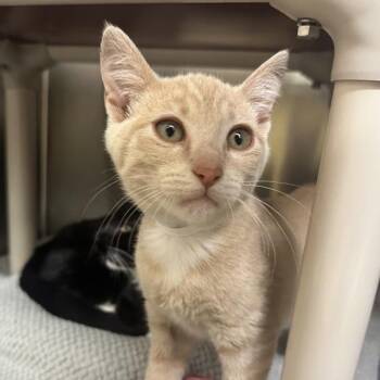 Serama -  Domestic Short Hair Cat for Adoption in Walnut Creek, California - Serama | PetCurious