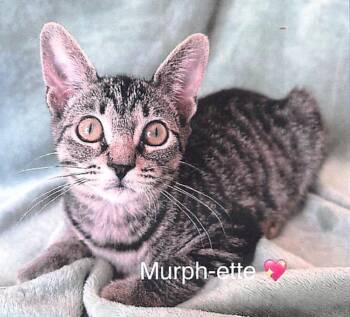 Murphette -  Domestic Short Hair Cat for Adoption in Lunenburg, Massachusetts - Murphette | PetCurious