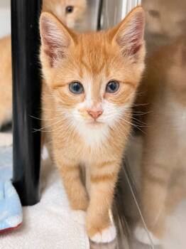 Waffles -  Domestic Short Hair Cat for Adoption in Menomonie, Wisconsin - Waffles | PetCurious