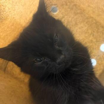 Domestic Short Hair Cats Available for Adoption in Asheville, North Carolina - Luke Crain | PetCurious