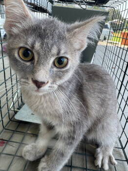 Rescue Domestic Short Hair Cats for Adoption in Cromwell, Kentucky - Rumi | PetCurious