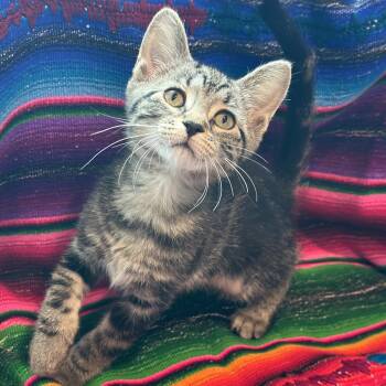 Fum -  Domestic Short Hair Cat for Adoption in Matteson, Illinois - Fum | PetCurious