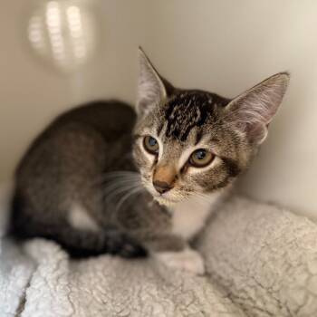Domestic Short Hair Cats Available for Adoption in Riverside, California - Jennifur | PetCurious