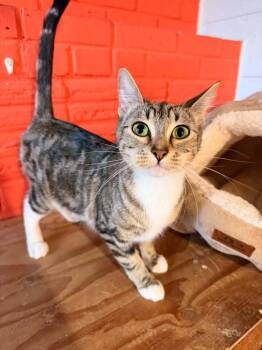 Flo from Progressive -  Domestic Short Hair Cat for Adoption in Vancouver, Washington - Flo From Progressive | PetCurious