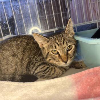 Himalayan Salt -  Domestic Short Hair Cat for Adoption in Salisbury, Massachusetts - Himalayan Salt | PetCurious