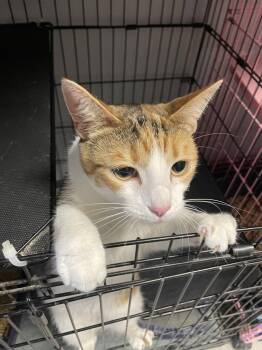 Calico and Tabby Cats Available for Adoption in Georgetown, Kentucky - Reese | PetCurious