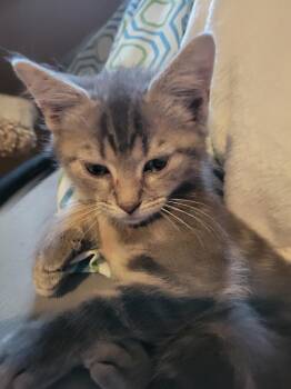 Finnley -  Domestic Medium Hair Cat for Adoption in Virginia Beach, Virginia - Finnley | PetCurious