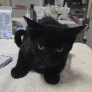 Beret -  Domestic Short Hair Cat for Adoption in Oak Brook, Illinois - Beret | PetCurious