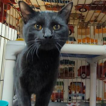Domestic Short Hair Cats Available for Adoption - Merlin (Bentley
