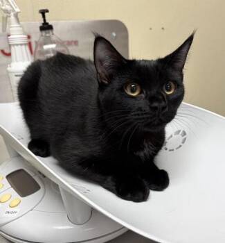 Blossom -  Domestic Short Hair Cat for Adoption in Black Eagle, Montana - Blossom | PetCurious