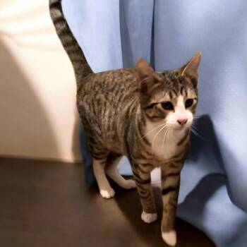 Domestic Short Hair Cats Available for Adoption - Goofy | PetCurious