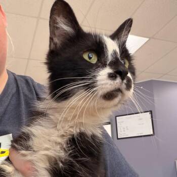 Dora -  Domestic Medium Hair Cat for Adoption in Indianapolis, Indiana - Dora | PetCurious