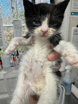 Domestic Short Hair Cats Available for Adoption in Pomona, New York - Phantom | PetCurious