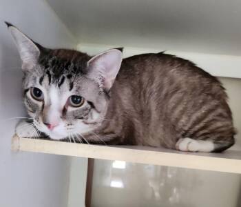 Rescue Siamese Cats for Adoption in Mansfield, Connecticut - Giorgio | PetCurious